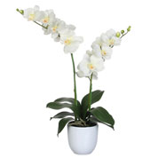 Artificial Plant - Creamy Phalaenopsis - MICA